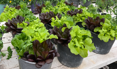 Bucket of living lettuce